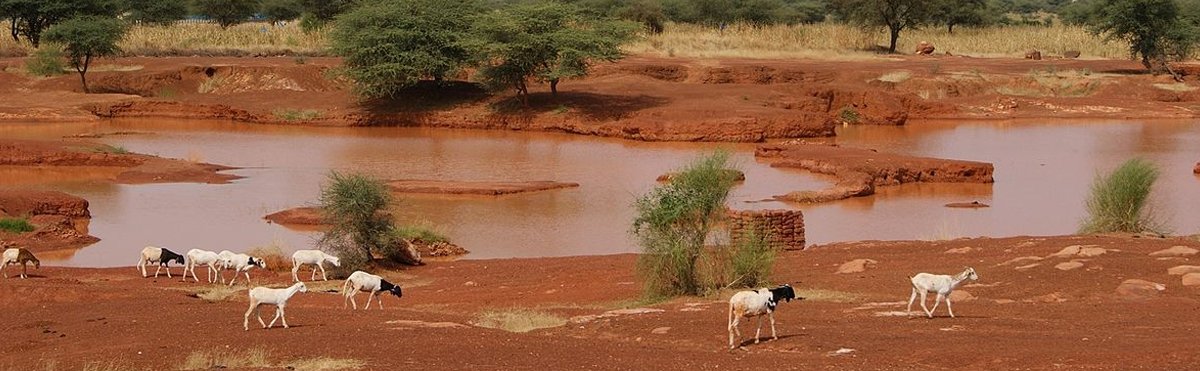 Capre al pascolo presso una pozza d'acqua nel Sahel